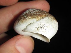 Spurlingia tinarooensis