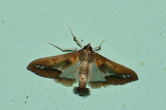 Diaphania fumosalis