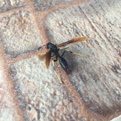 Polistes erythrocephalus
