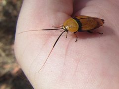 Ellipsidion amplum