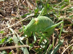 Polysarcus denticauda