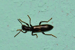 Cymatodera
