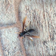 Polistes erythrocephalus