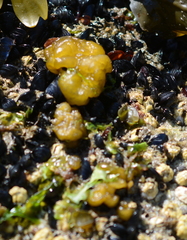 Leathesia marina