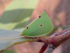 Siphanta acutipennis
