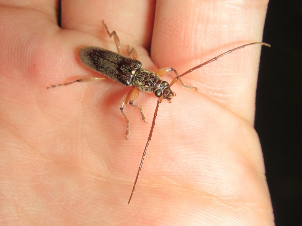 Ceresium affine