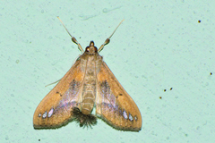 Diaphania fumosalis