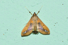 Diaphania fumosalis