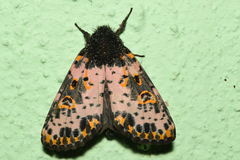 Xanthopastis timais