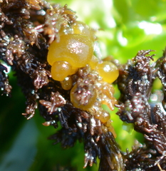 Leathesia marina
