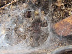 Coremiocnemis tropix