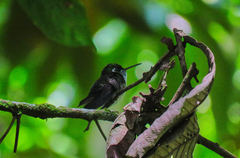 Lampornis viridipallens