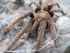 Selenocosmia