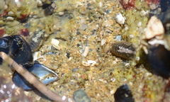 Gnorimosphaeroma oregonense