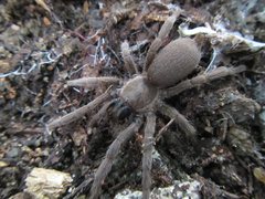 Coremiocnemis tropix