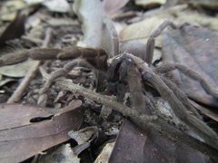 Coremiocnemis tropix