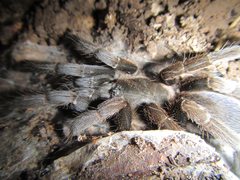 Coremiocnemis tropix