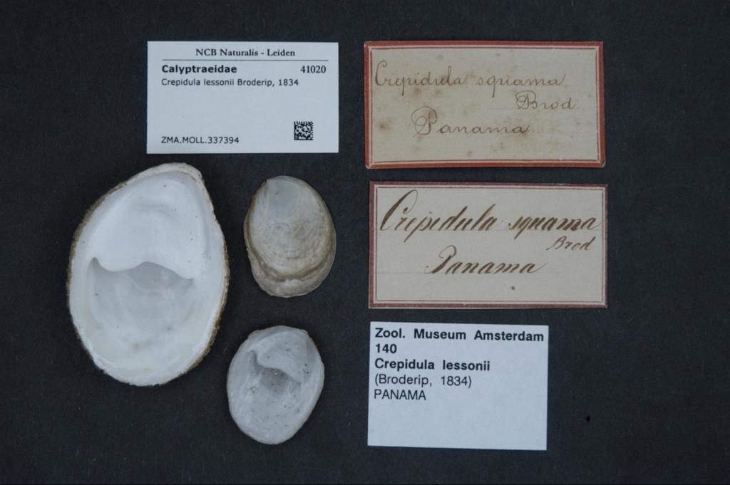 Crepidula lessonii