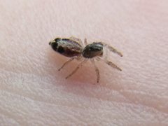 Abracadabrella elegans