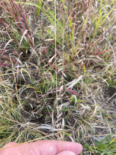 sideoats grama