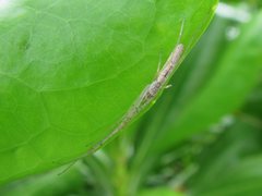 Tetragnatha demissa