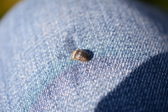 Gnorimosphaeroma oregonense