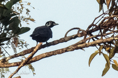 Gymnoderus foetidus