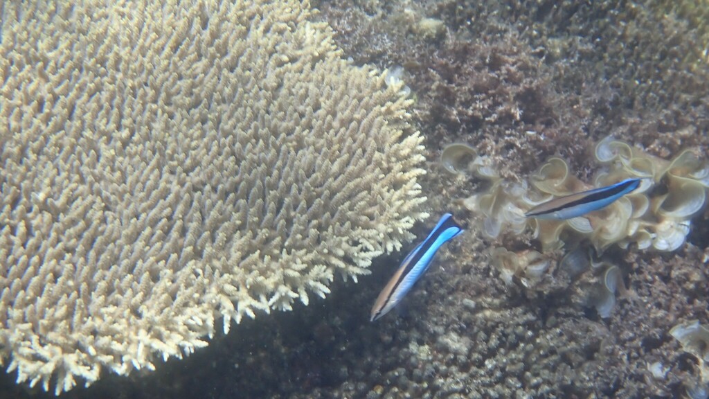 Mimic blenny