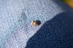 Gnorimosphaeroma oregonense