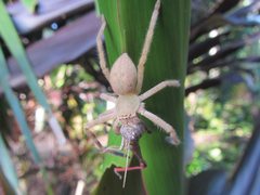 Neosparassus salacius