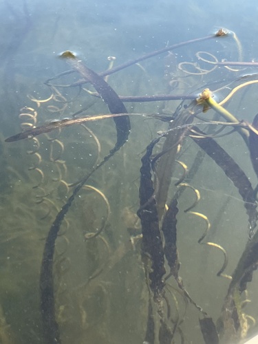 Vallisneria americana