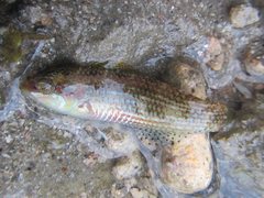 Halichoeres miniatus