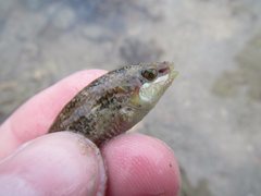 Halichoeres miniatus