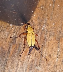 Macrodactylus subspinosus