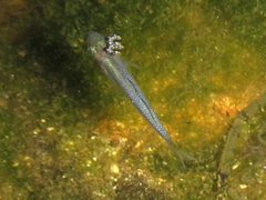 Melanotaenia splendida splendida