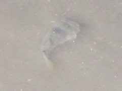 Marilyna pleurosticta