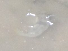 Marilyna pleurosticta