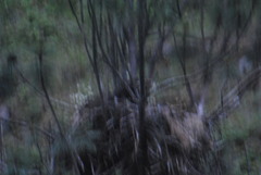 Haliaeetus leucocephalus washingtoniensis