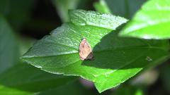 Sycacantha inopinata