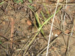 Austrosipyloidea carterus