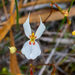 Stylidium exappendiculatum - Photo (c) Caroline Telfer, some rights reserved (CC BY-NC), uploaded by Caroline Telfer