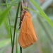 Virbia Moths - Photo (c) Royal Tyler, some rights reserved (CC BY-NC-SA), uploaded by Royal Tyler
