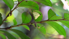 Trichophysetis hampsoni