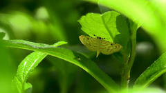 Notarcha aurolinealis
