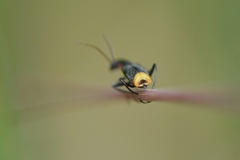 Axinotarsus pulicarius