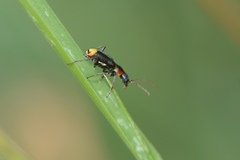 Axinotarsus pulicarius