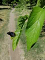 Anteros carausius carausius