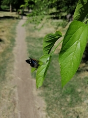 Anteros carausius carausius
