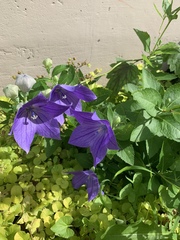 Platycodon grandiflorus