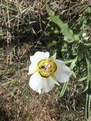 Calochortus ambiguus